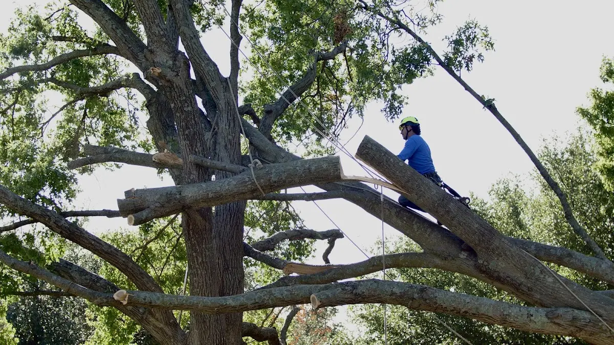 Professional Crown Thinning performed by certified arborists in Funk
