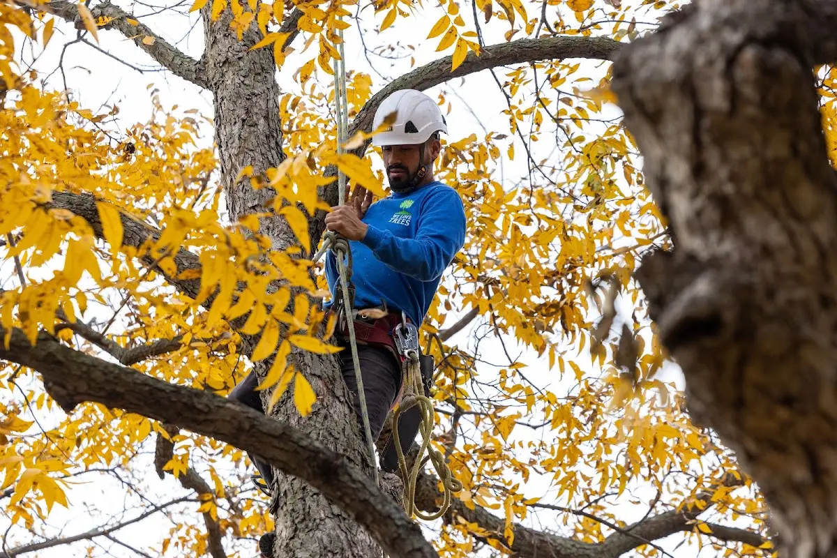 Skilled Tree Transplanting crew working in Funk
